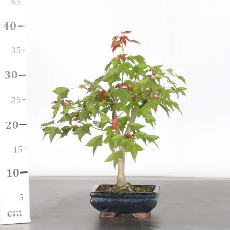 image supplémentaire - Maple "acer buergerianum" 6-4