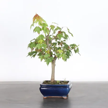 Maple "acer buergerianum" 6-5