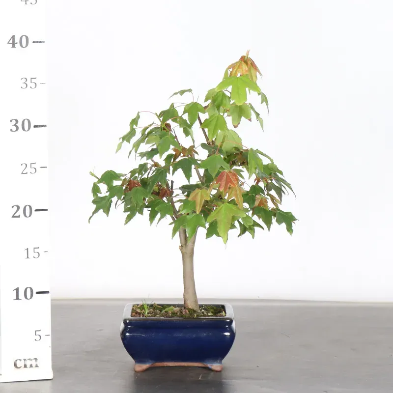 image supplémentaire - érable "acer buergerianum" 6-5