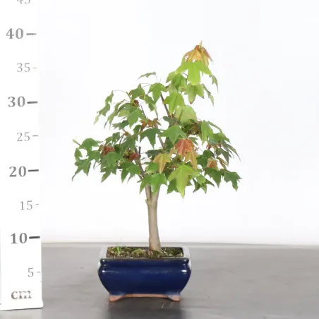 image supplémentaire - Maple "acer buergerianum" 6-5
