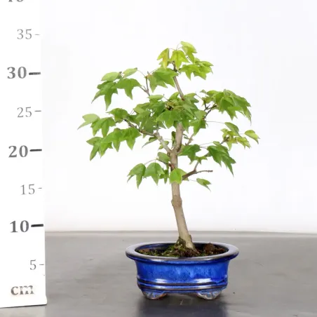image supplémentaire - Maple "acer buergerianum" 6-6