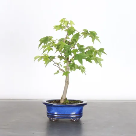 Maple "acer buergerianum" 6-6