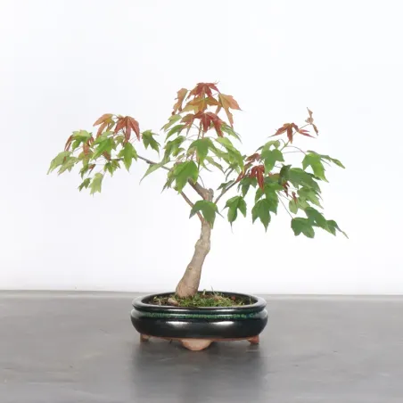 Maple "acer buergerianum" 6-7