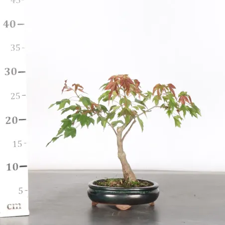 image supplémentaire - érable "acer buergerianum" 6-7
