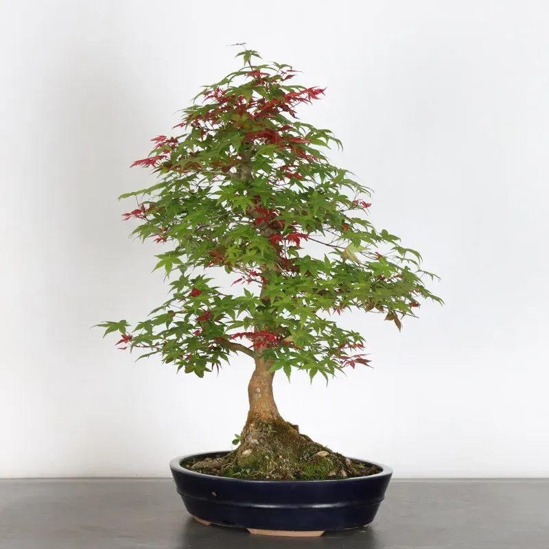 Japanese red maple "acer deshojo" 1-24
