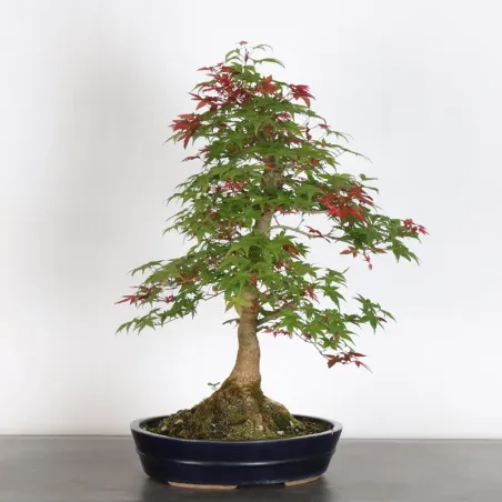 image supplémentaire - Japanese red maple "acer...