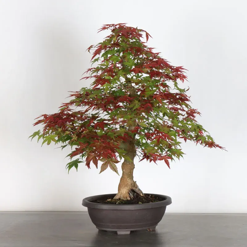 JAPANESE RED MAPLE "ACER DESHOJO" 3-14