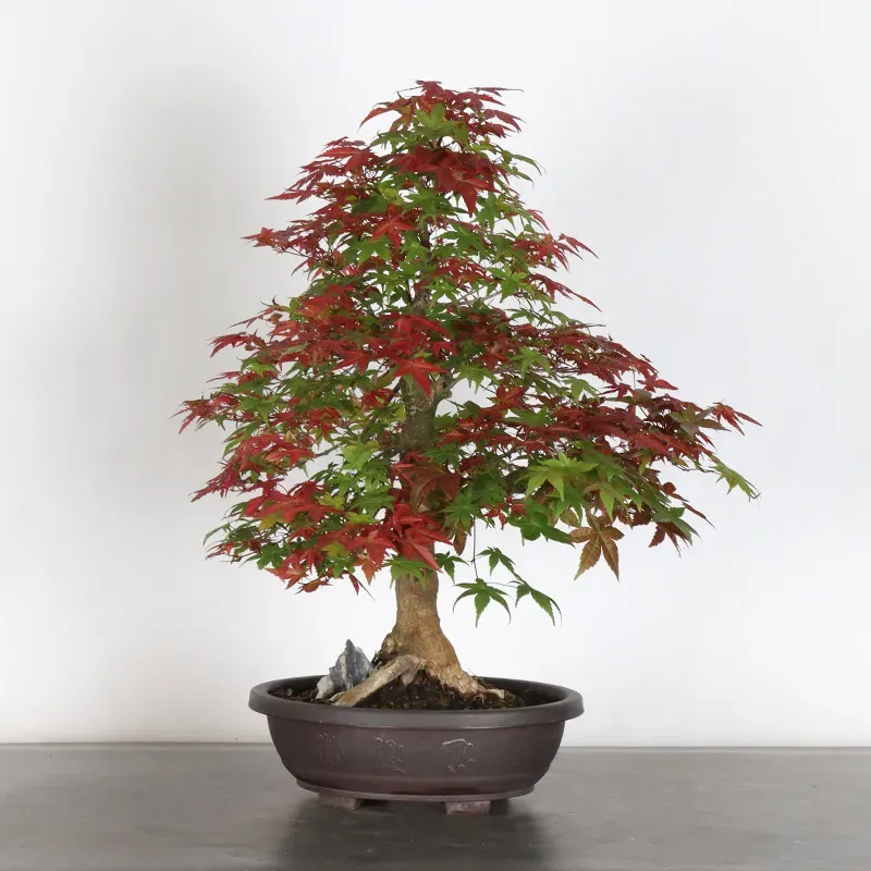 image supplémentaire - JAPANESE RED MAPLE "ACER...