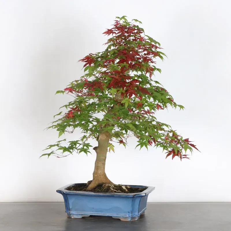 ÉRABLE ROUGE DU JAPON "ACER DESHOJO" 4-10