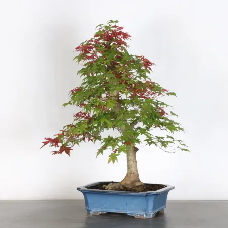 image supplémentaire - JAPANESE RED MAPLE "ACER...