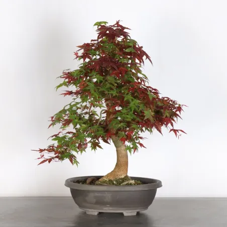 image supplémentaire - Japanese maple "acer...