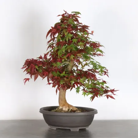 Japanese maple "acer deshojo" 2-8