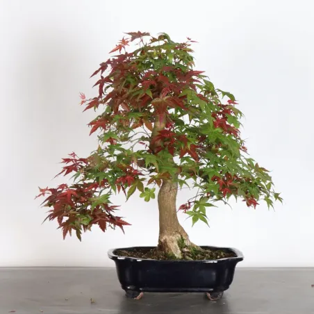 JAPANESE RED MAPLE "ACER DESHOJO" 3-6