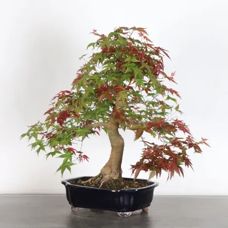 image supplémentaire - JAPANESE RED MAPLE "ACER...