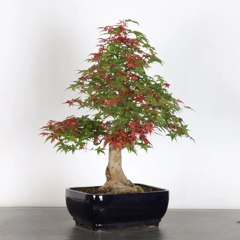 Bonsai Acer Deshojo AD-3-4