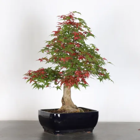 JAPANESE RED MAPLE "ACER DESHOJO" 3-4