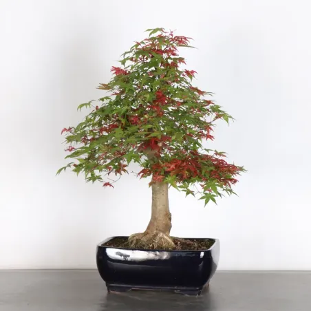 image supplémentaire - JAPANESE RED MAPLE "ACER...
