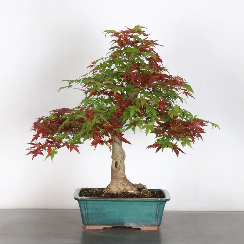 ÉRABLE ROUGE DU JAPON "ACER DESHOJO" 2-16