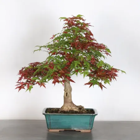 ÉRABLE ROUGE DU JAPON "ACER DESHOJO" 2-16