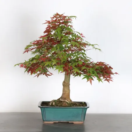 image supplémentaire - JAPANESE RED MAPLE "ACER...
