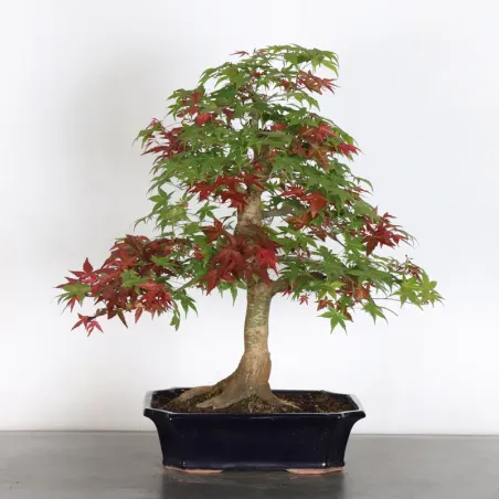 image supplémentaire - Japanese red maple "acer...