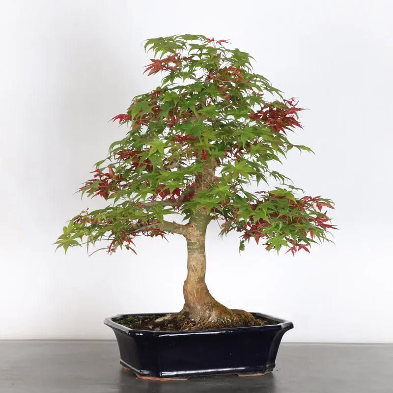 érable rouge du japon "acer deshojo" 1-21