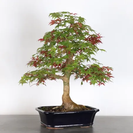 Japanese red maple "acer deshojo" 1-21