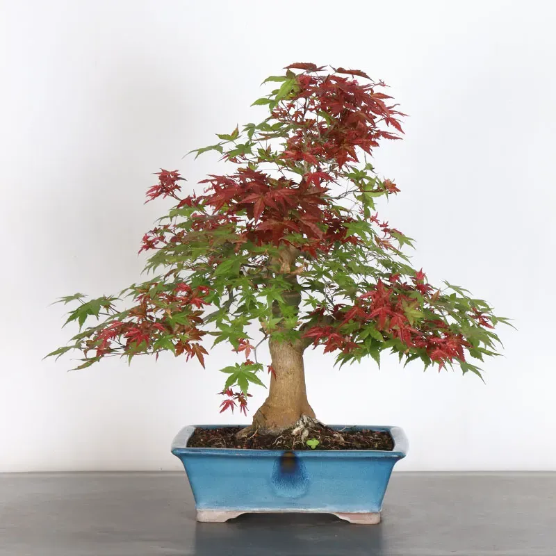 image supplémentaire - ÉRABLE ROUGE DU JAPON "ACER...