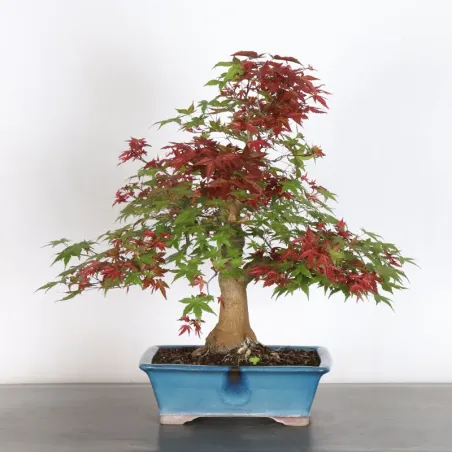 image supplémentaire - JAPANESE RED MAPLE "ACER...