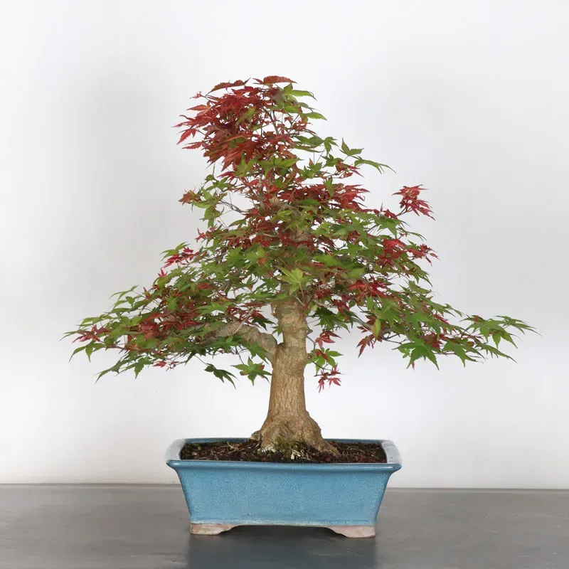 ÉRABLE ROUGE DU JAPON "ACER DESHOJO" 2-11