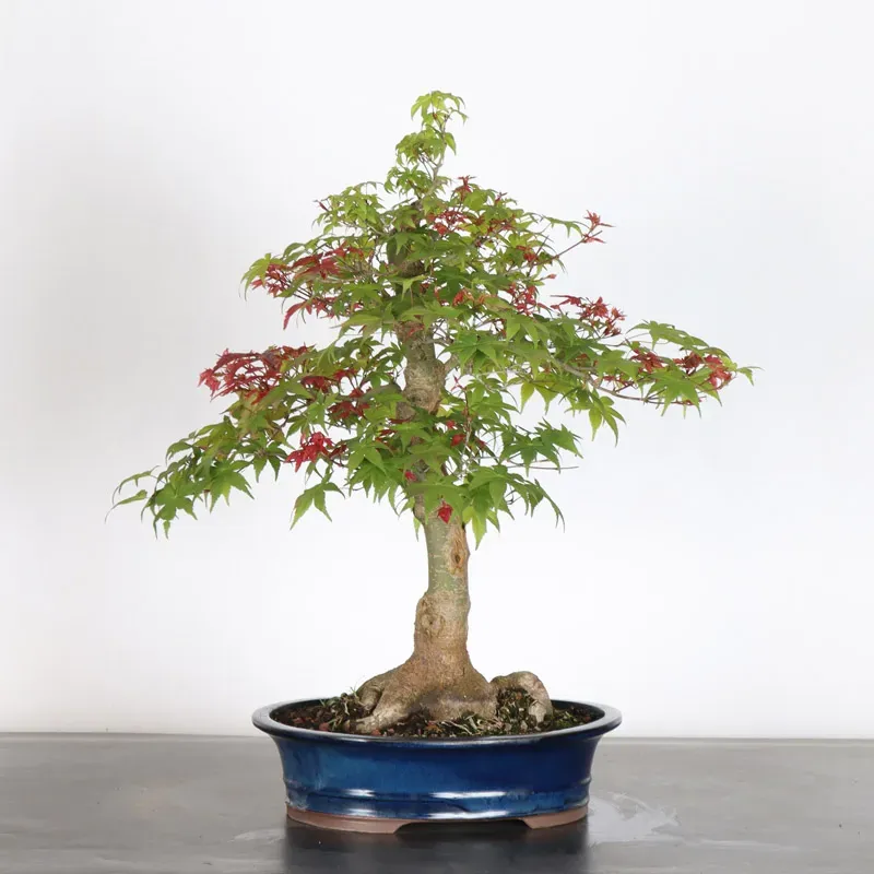 ÉRABLE ROUGE DU JAPON "ACER DESHOJO" 1-17