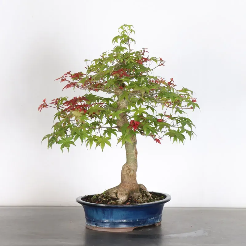image supplémentaire - ÉRABLE ROUGE DU JAPON "ACER...