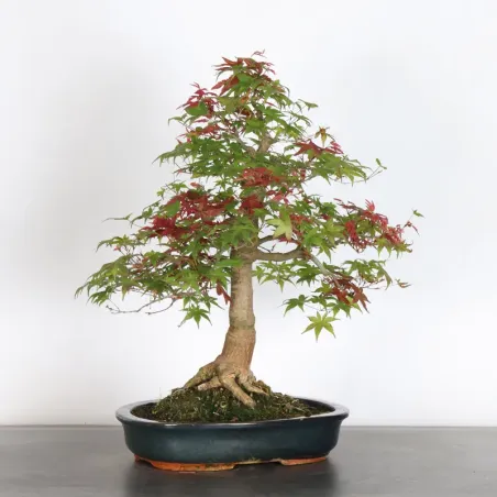 image supplémentaire - JAPANESE RED MAPLE "ACER...