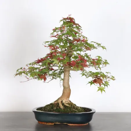 JAPANESE RED MAPLE "ACER DESHOJO" 2-6