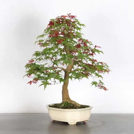 JAPANESE RED MAPLE "ACER DESHOJO" 1-19