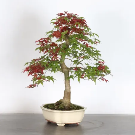 image supplémentaire - JAPANESE RED MAPLE "ACER...