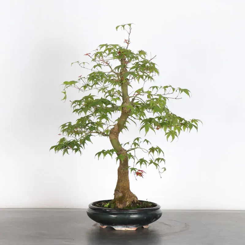 ÉRABLE ROUGE DU JAPON "ACER DESHOJO" 1-13