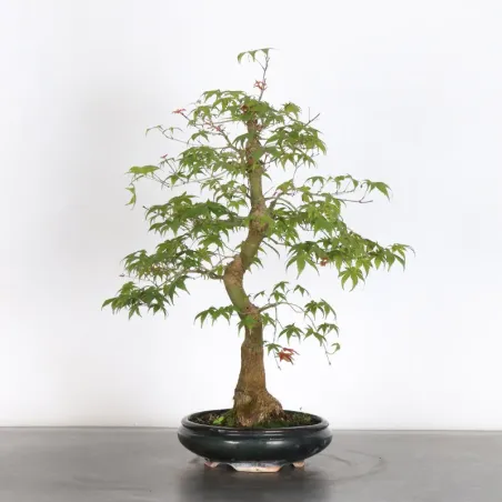 JAPANESE RED MAPLE "ACER DESHOJO" 1-13