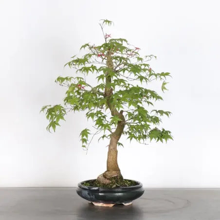 image supplémentaire - JAPANESE RED MAPLE "ACER...