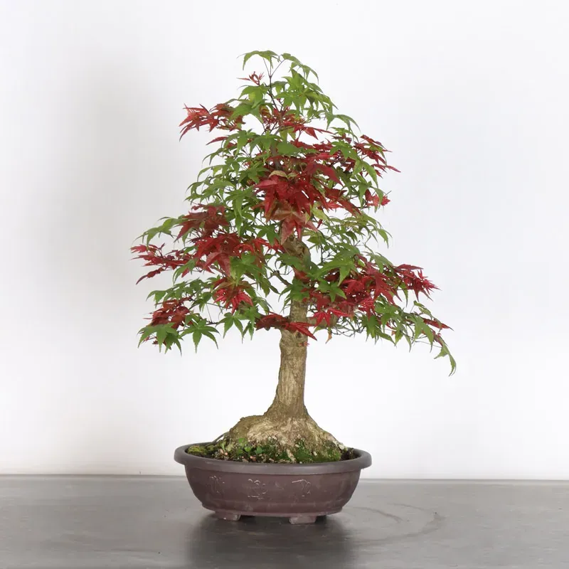 image supplémentaire - ÉRABLE ROUGE DU JAPON "ACER...