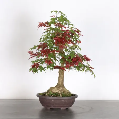 image supplémentaire - ÉRABLE ROUGE DU JAPON "ACER...