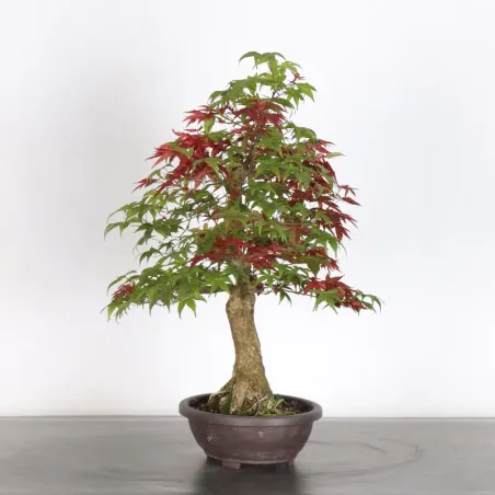 JAPANESE RED MAPLE "ACER DESHOJO" 1-16