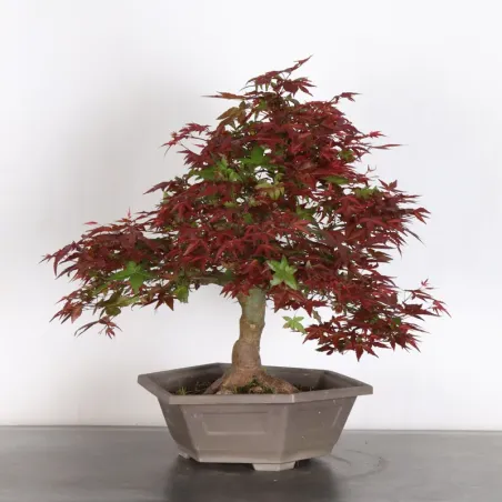 image supplémentaire - JAPANESE RED MAPLE "ACER...