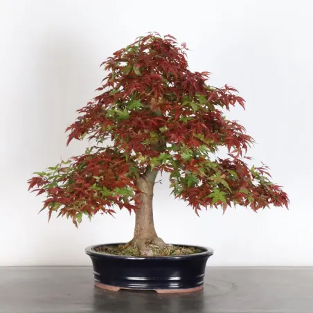 Japanese red maple "acer deshojo" 1-3