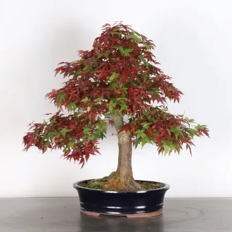 image supplémentaire - Japanese red maple "acer...