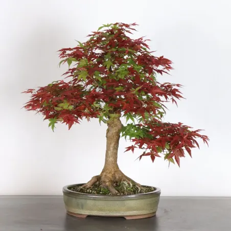 image supplémentaire - JAPANESE RED MAPLE "ACER...