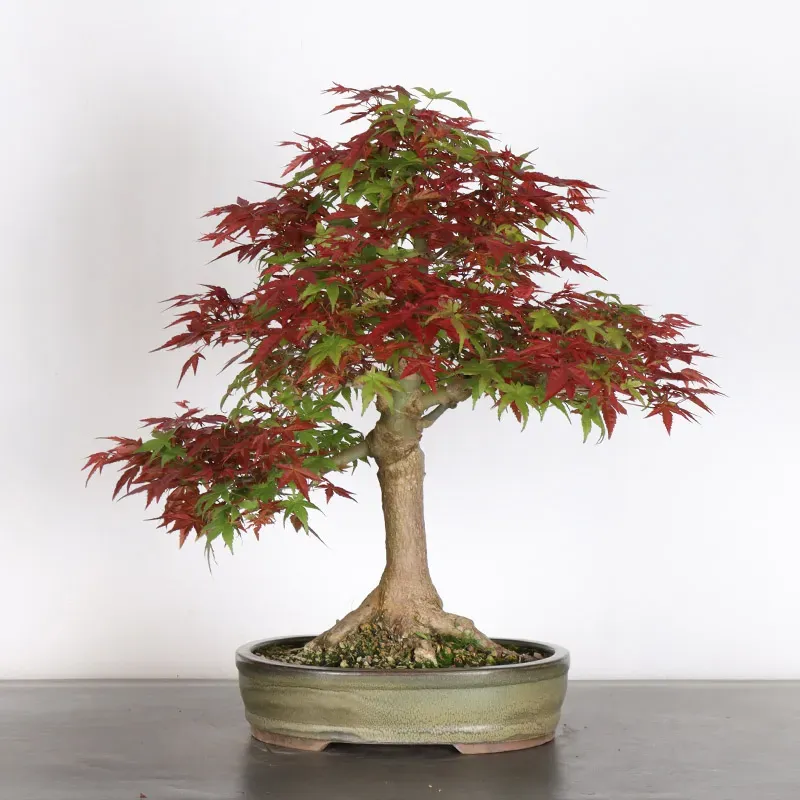 Bonsai Acer Deshojo AD-2-4