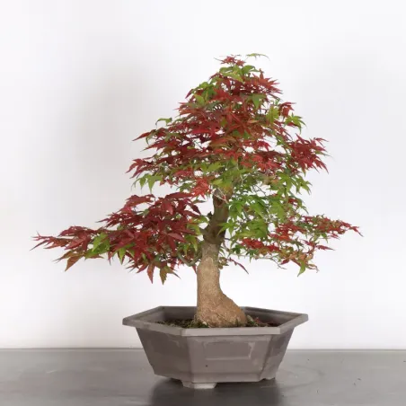 Japanese red maple "acer deshojo" 1-23