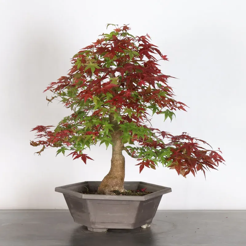 image supplémentaire - érable rouge du japon "acer...