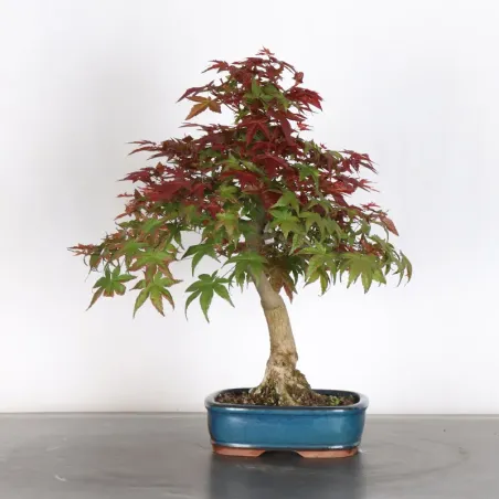 JAPANESE RED MAPLE "ACER DESHOJO" 1-11